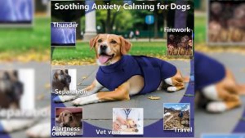 Belize Plants 1 Million Trees in Climate Resilience Push - Image 4