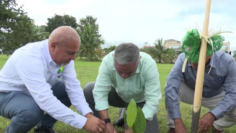 Belize Plants 1 Million Trees in Climate Resilience Push - Image 2