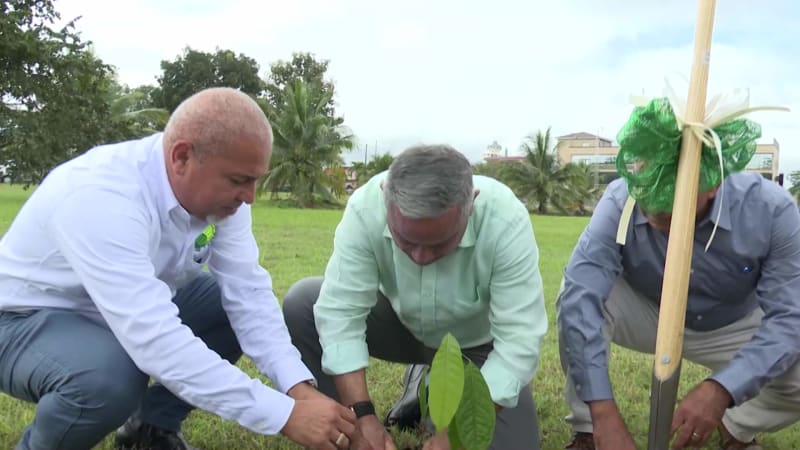 Prime Minister of Belize planting tree during launch of national reforestation initiative