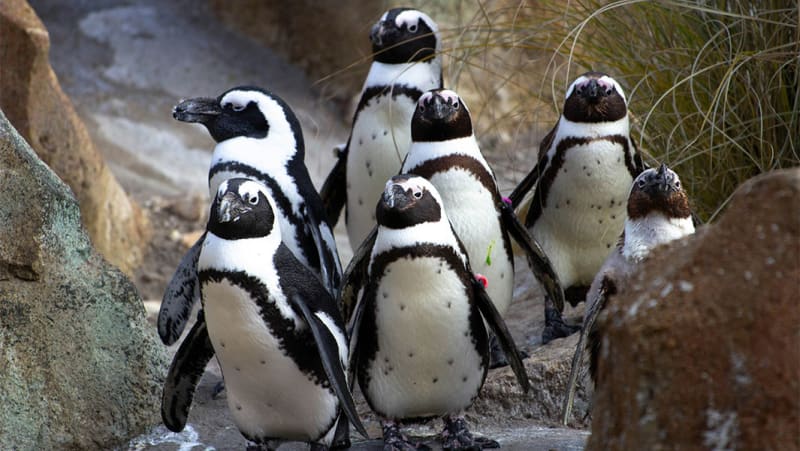 African penguins standing together on rocky coastal island in South Africa