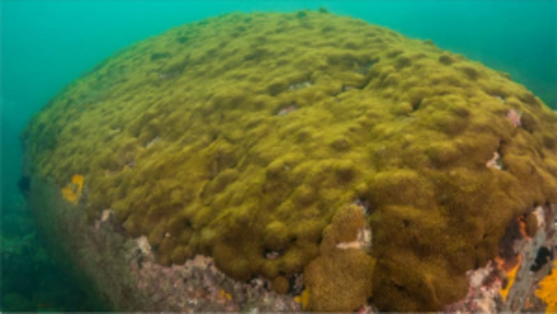 Tiny Ocean Creatures Defy Evolution Across Two Oceans - Image 3