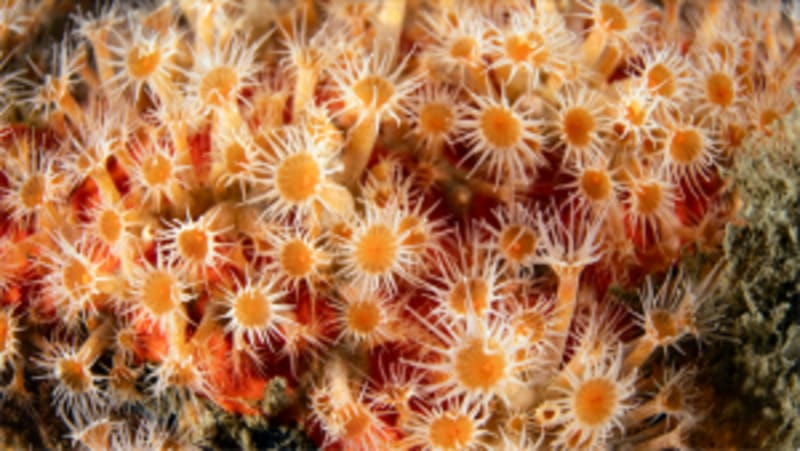 Tiny Ocean Creatures Defy Evolution Across Two Oceans - Image 2