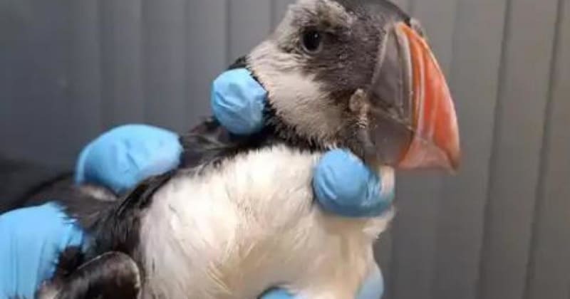 30-Year-Old Puffin Stuns Scottish Rescue Team