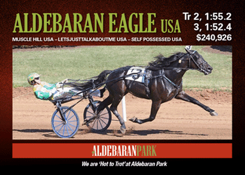 First-Time Trainer Wins with 30-1 Longshot in New Zealand - Image 2