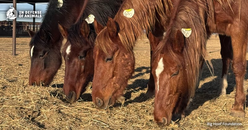 Wild mustang horses standing together in holding facility awaiting rescue and rehabilitation