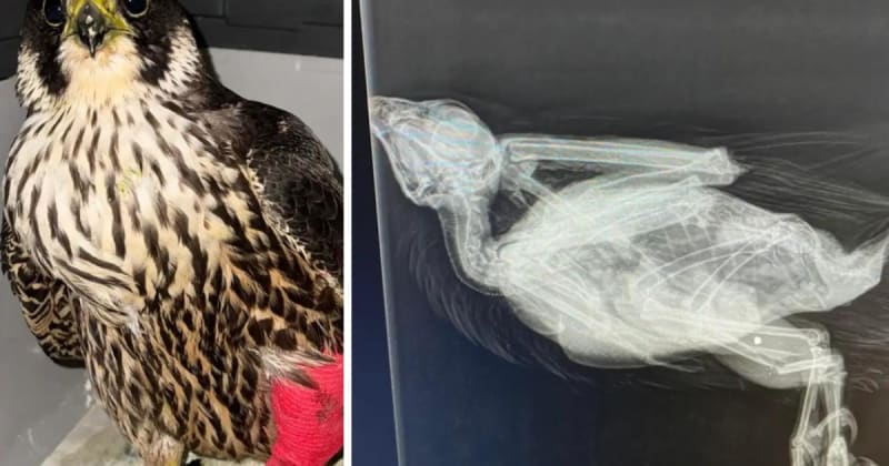 Shot Peregrine Falcon Recovering After Wildlife Rescue