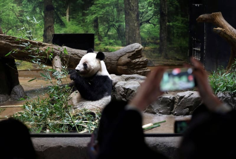 Crowds gather at Tokyo's Ueno Zoo to see twin giant pandas before departure