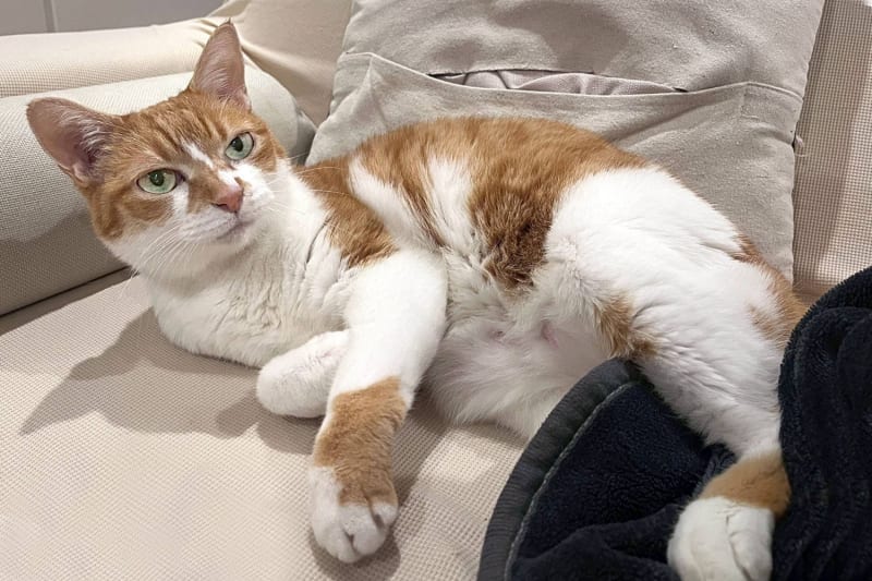 Rescued Cat Millie Finds New Life After Abandonment