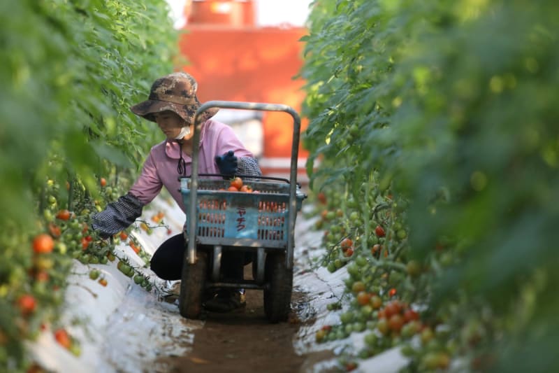 Japan Welcomes 2.57 Million Foreign Workers in 2025