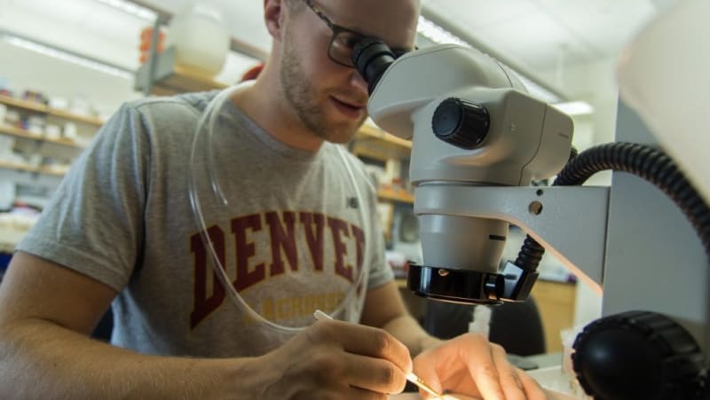 Tiny Fruit Flies Lead to Breakthrough Hope for Children with Rare Cancer