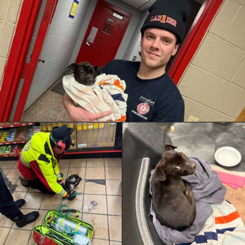 Firefighters Save Puppy From Burning Car in 13° Cold