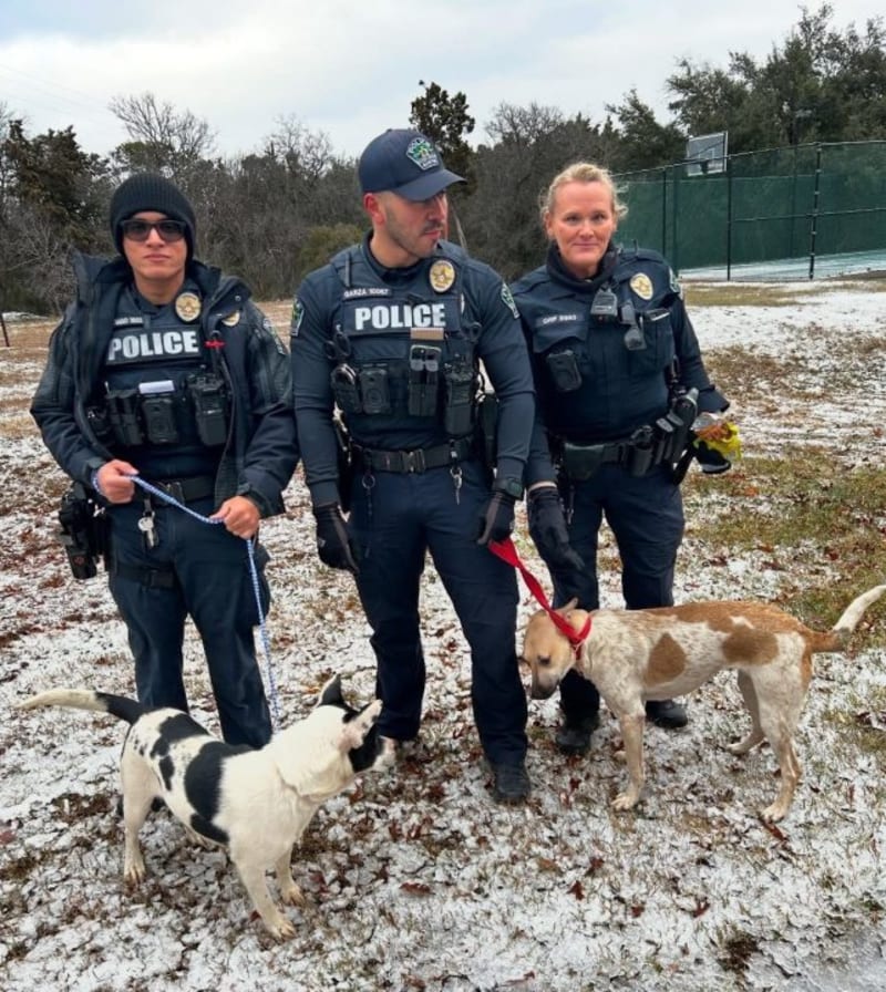 Texas Rescuers Save 200+ Pets During Deadly Winter Storm - Image 5