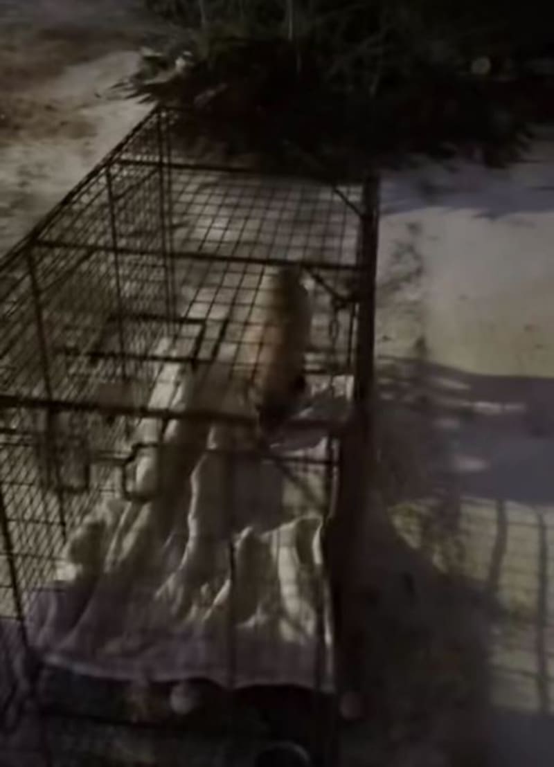 Texas Rescuers Save 200+ Pets During Deadly Winter Storm - Image 3