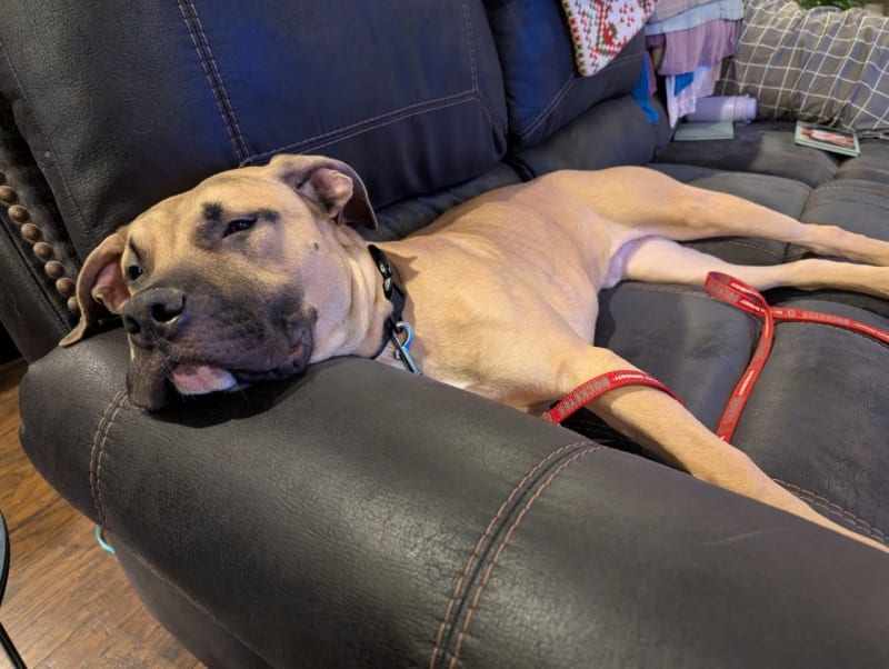 Rescued dog wrapped in blanket being held by volunteer during Texas winter storm
