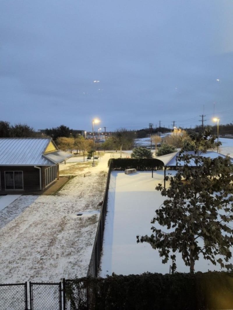Texas Rescuers Save 200+ Pets During Deadly Winter Storm - Image 4
