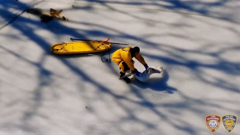 Rye Firefighters Free Swan Frozen to Pond