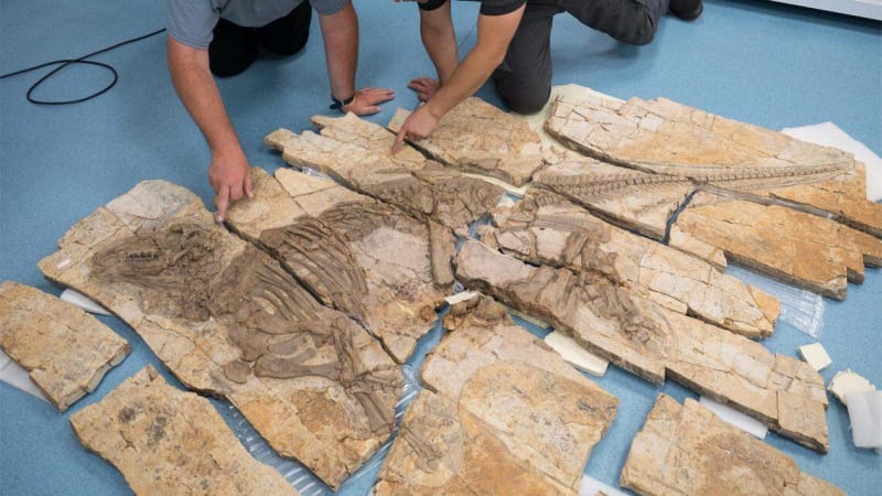 Scientists Find 125-Million-Year-Old Dinosaur With Spiky Skin