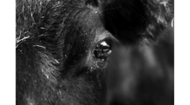 Wisconsin Cattlemen Award $5K to Future Ag Leaders - Image 4