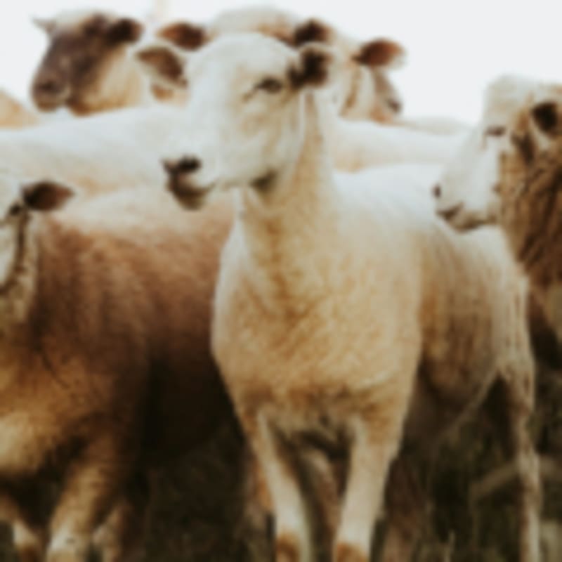 Scientists Use DNA to Fast-Track American Chestnut Revival - Image 5