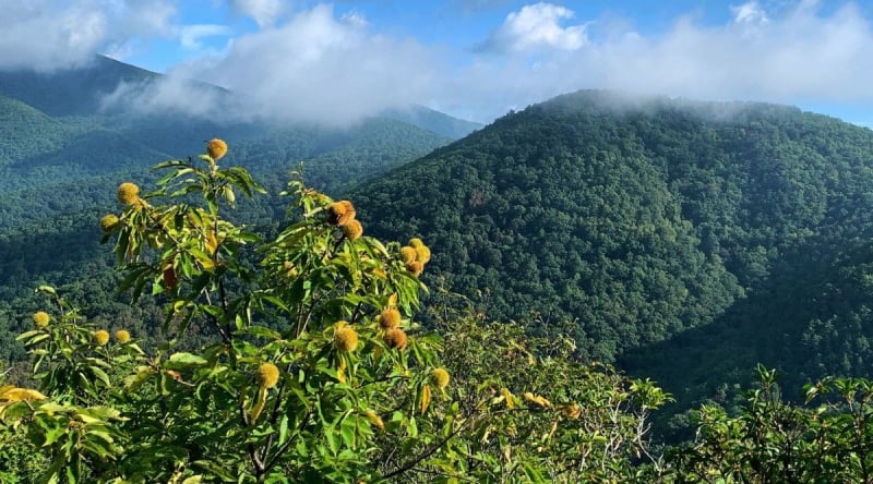 Scientists Use DNA to Fast-Track American Chestnut Revival