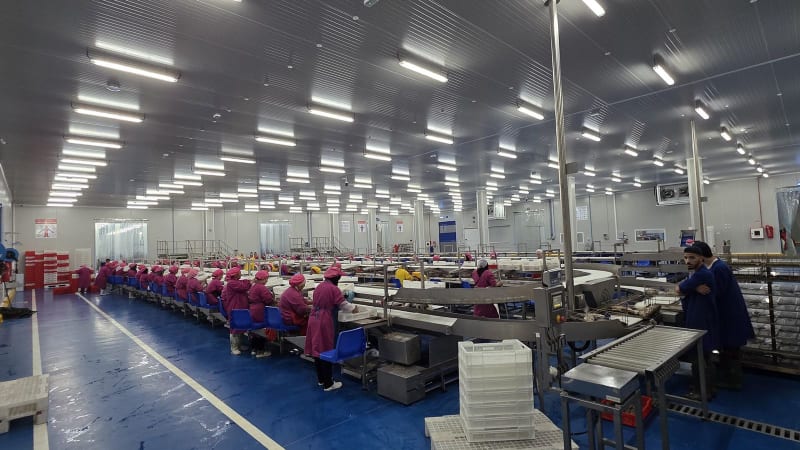 Modern automated tuna canning production line inside Morocco's new high-tech seafood processing facility