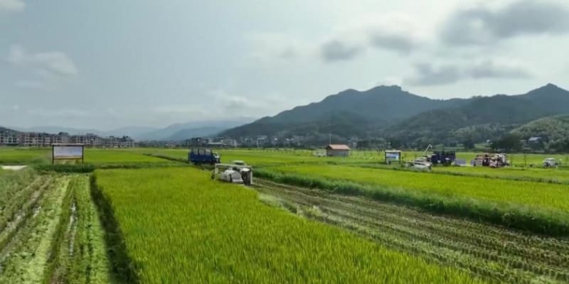 China Rice Tech Doubles Malaysia's Annual Harvests - Image 2