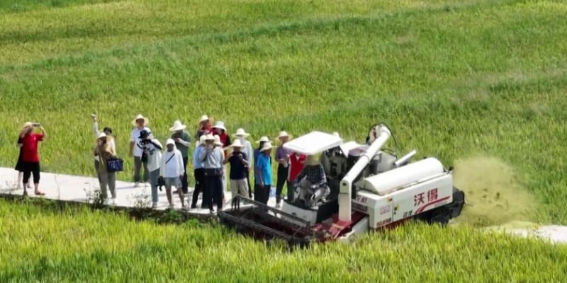 China Rice Tech Doubles Malaysia's Annual Harvests - Image 4