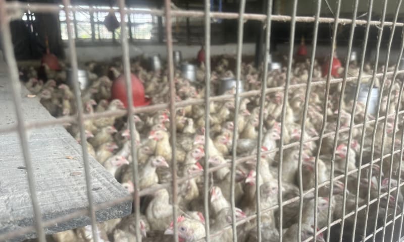 Ghana Gives 9,000 Chicks to 195 Farmers for Free