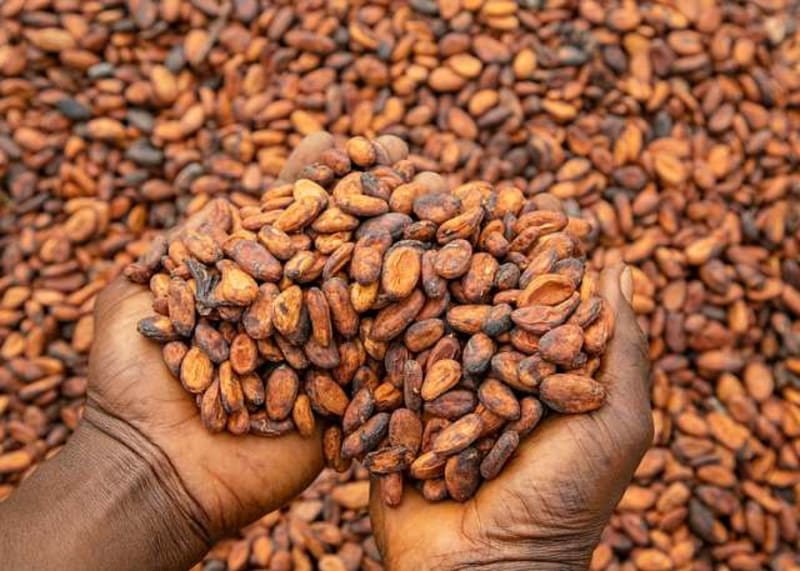 Ghanaian cocoa farmer harvesting ripe cocoa pods from trees on rural farm