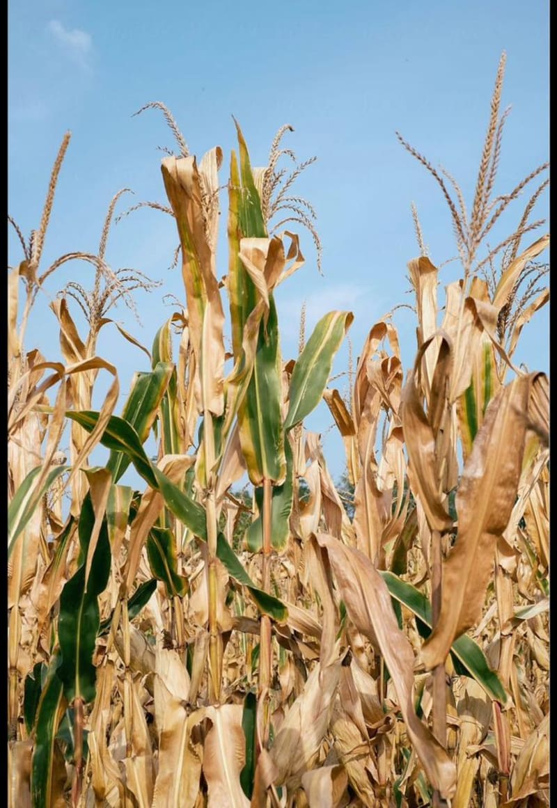 Ghana's Climate Migrants Keep Culture Alive in New Cities