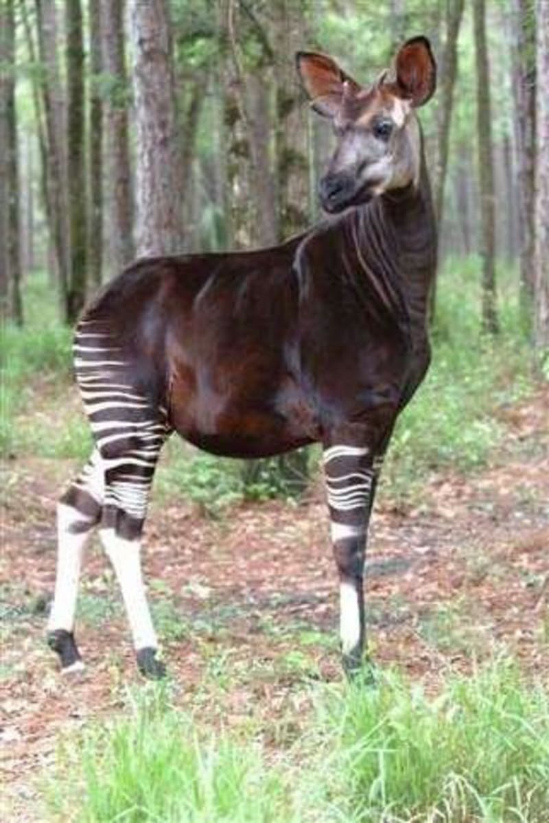 Okapi, an endangered giraffe relative with zebra-striped legs, standing in natural habitat