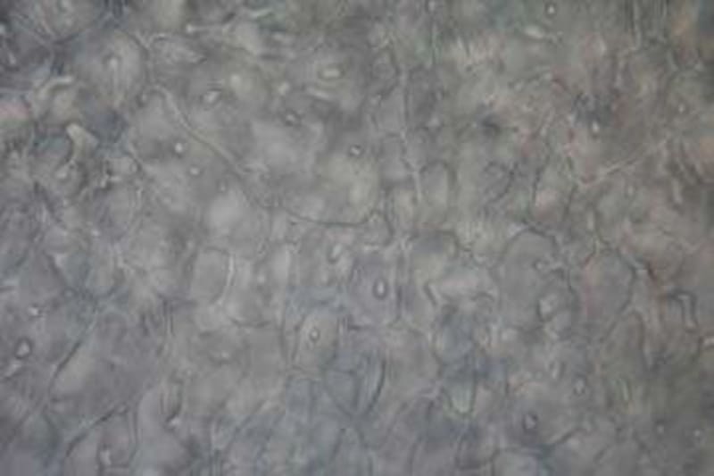 Florida Lab Freezes Hope for Endangered Okapi, Gerenuk - Image 2