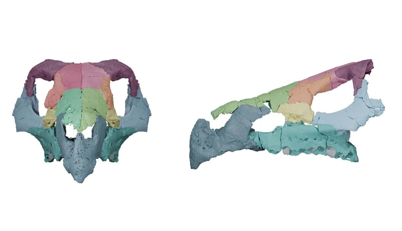 Mystery Solved: Europe's 'Lost' Ceratopsian Dinosaurs Were Hiding in Plain Sight! - Image 2