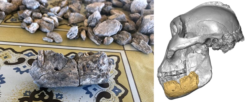 Fossil skull of Paranthropus boisei showing distinctive robust jaw features from Ethiopian discovery site