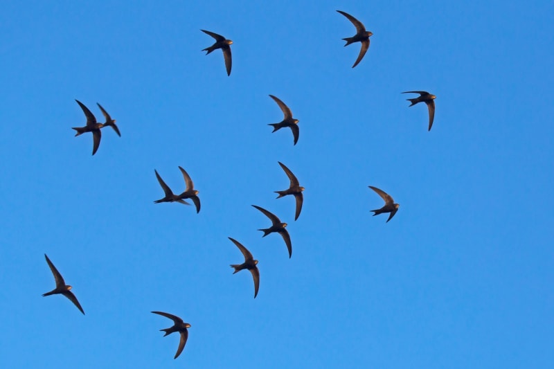 Swift bird entering small hole in brick wall of modern building exterior