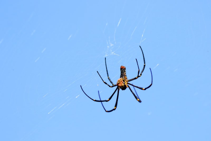 Spider Silk Helps Surgeons Repair Severed Nerves
