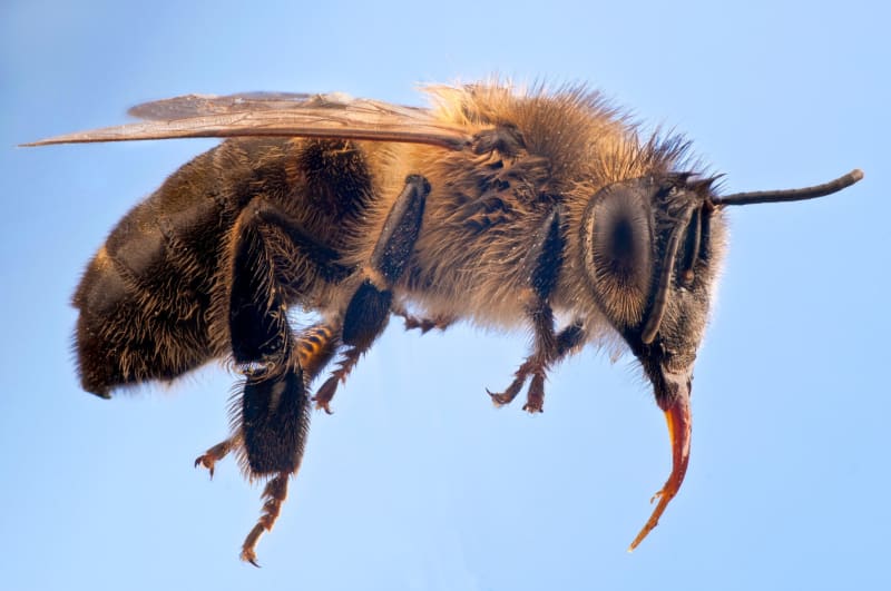 European dark bee queen surrounded by workers on honeycomb in Belgian apiary