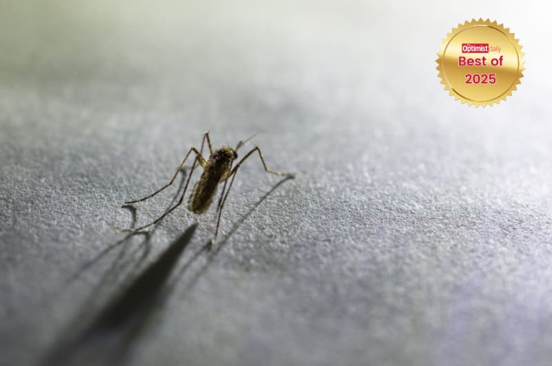 Scientists examining mosquitoes under microscope in laboratory conducting groundbreaking CRISPR gene-editing research for malaria prevention