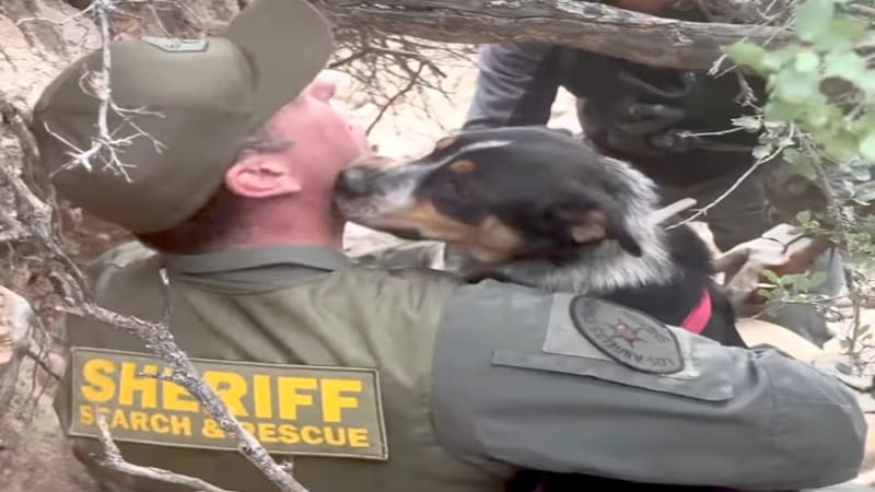 Hot Dogs Rescue Three Lost Dogs From California Canyon
