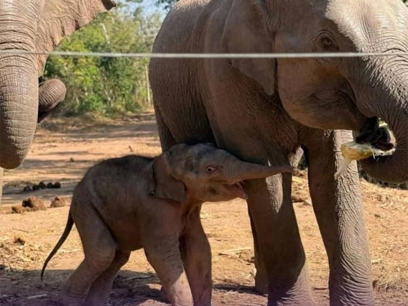 Thailand Rewilding Program Grows From 6 to 71 Elephants