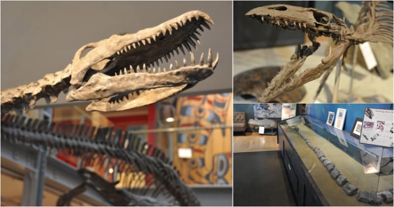 ** Replica of complete elasmosaur skeleton with long neck displayed in museum setting