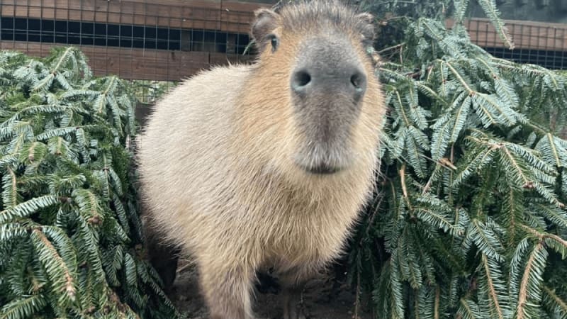 From Holiday Décor to Wildlife Haven: How Donated Christmas Trees Create Joy at Cape May County Zoo
