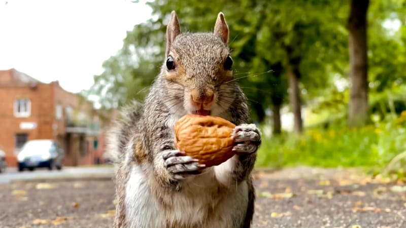 Nature's Hidden Talents: How Squirrels Master the Art of Food Storage