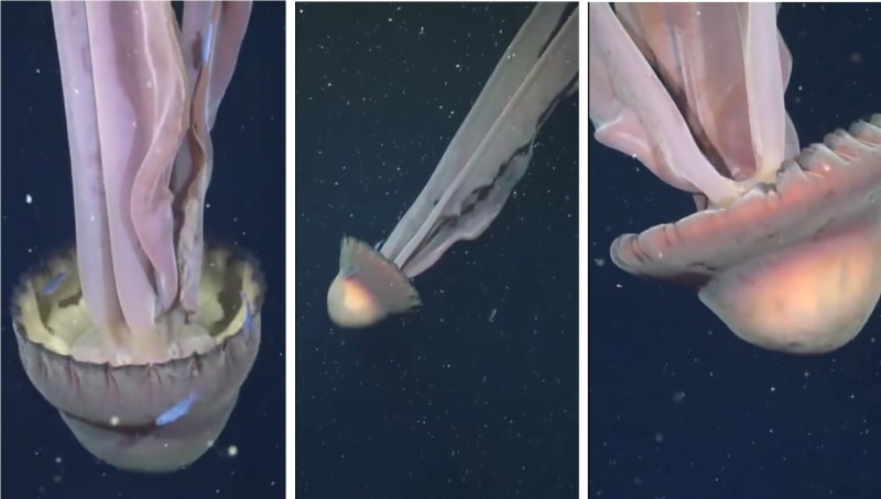 Scientists Celebrate Rare Encounter with Majestic Giant Phantom Jellyfish - Image 2