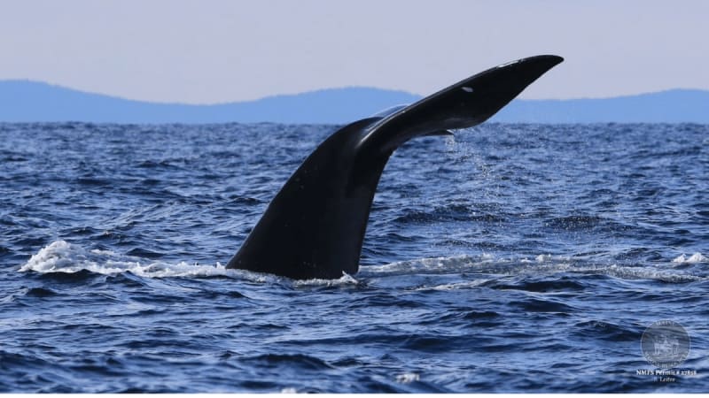 Maine Lobstermen Save 90 Endangered Whales