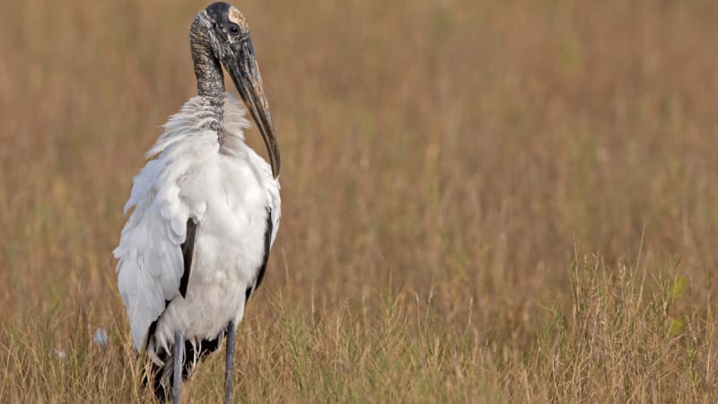 Wood Storks Soar Off Endangered Species List After 40 Years