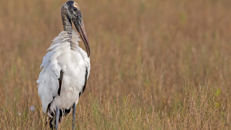 Wood Storks Soar Off Endangered Species List After 40 Years - Image 2