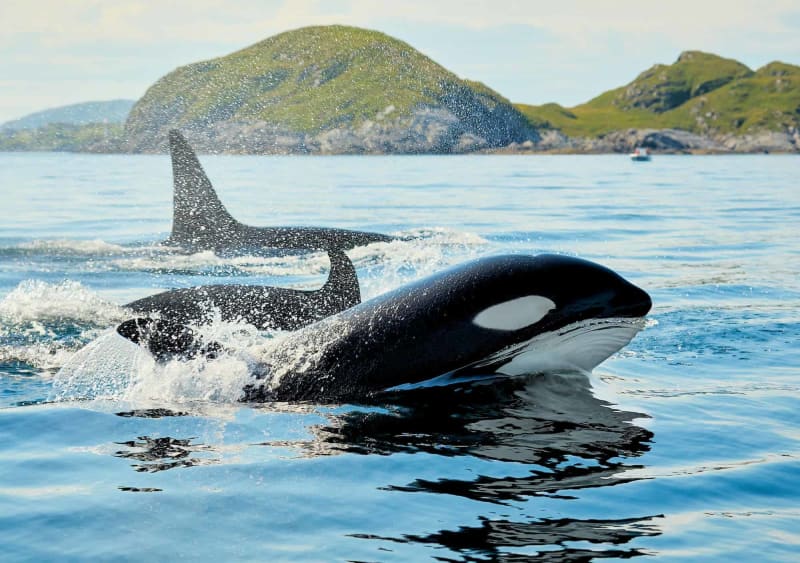 Ocean Cables Track Endangered Orcas in Real Time