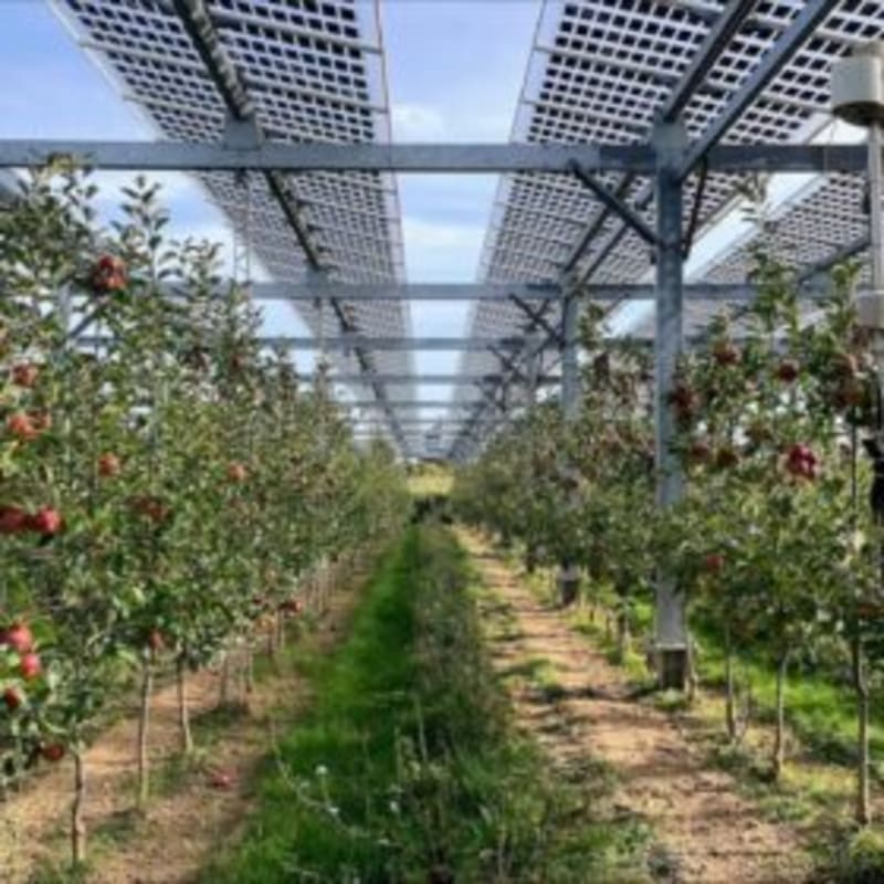 Swedish Researchers Solve Solar Farm Food Problem - Image 2