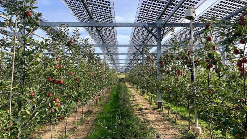 Swedish Researchers Solve Solar Farm Food Problem